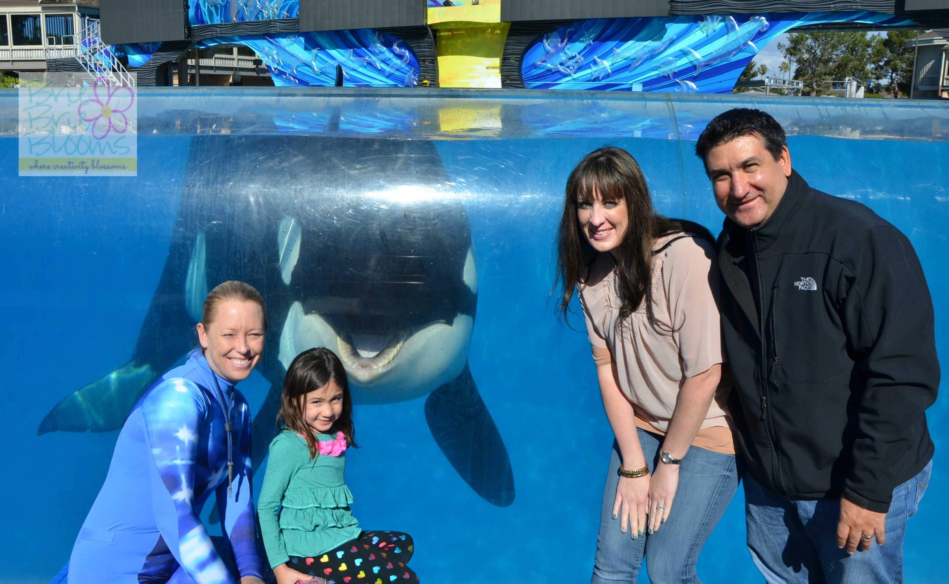 Killer Whales at SeaWorld San Diego a whale trainer's first hand