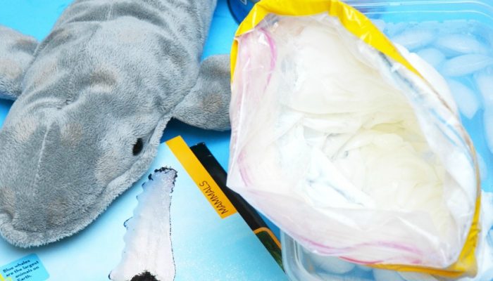 learning-about-whales-science-project