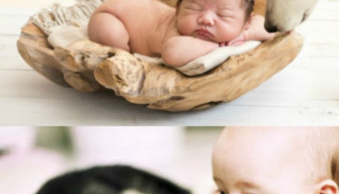 your-baby-and-your-pets
