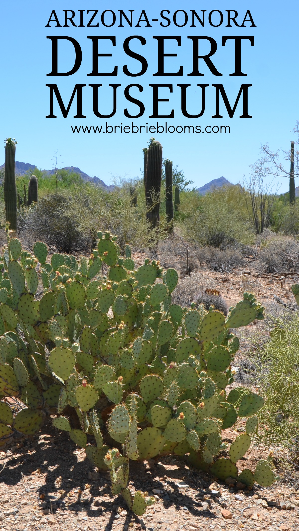 sonoran desert plants and animals