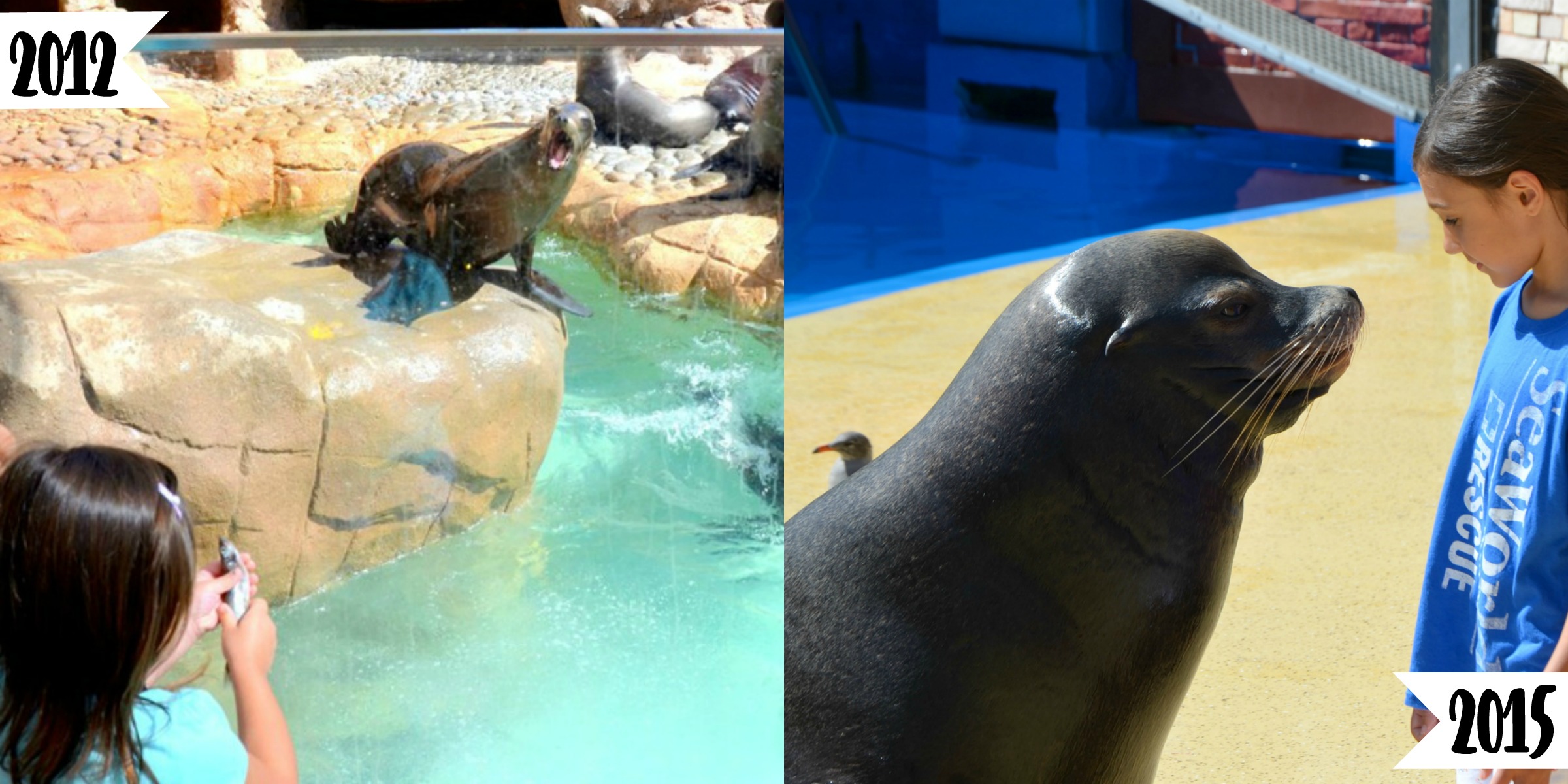 Feeding the Sea Lions at SeaWorld® San Diego - Brie Brie Blooms