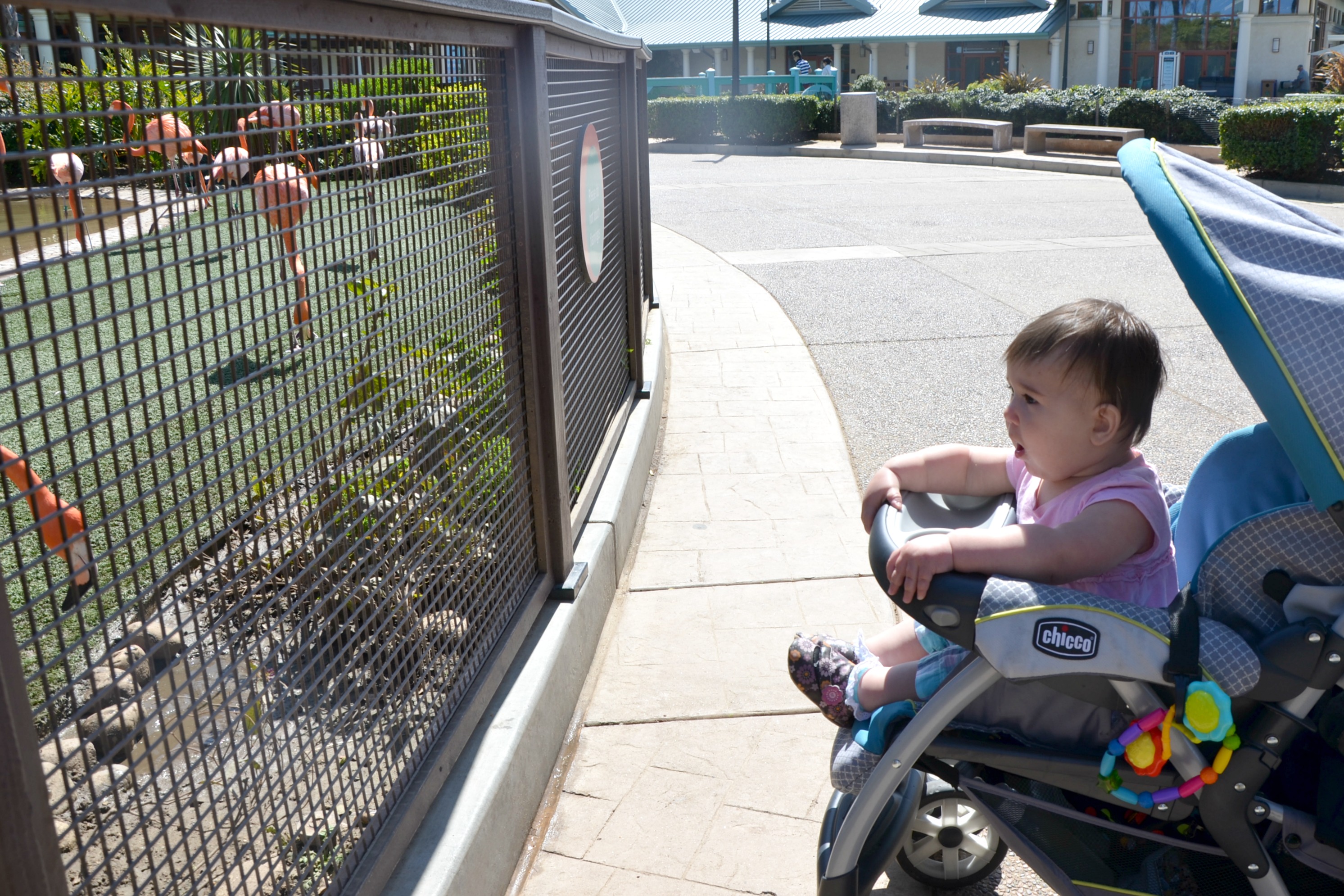 Seaworld stroller deals