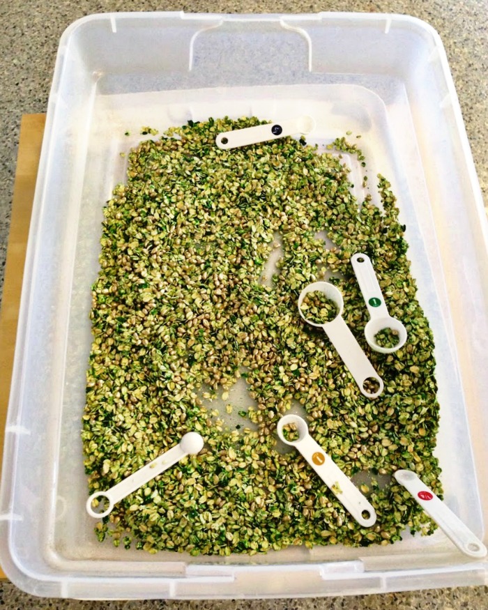 This preschool classroom St. Patrick's Day sensory bin is awesome with green oats and gold kernels.