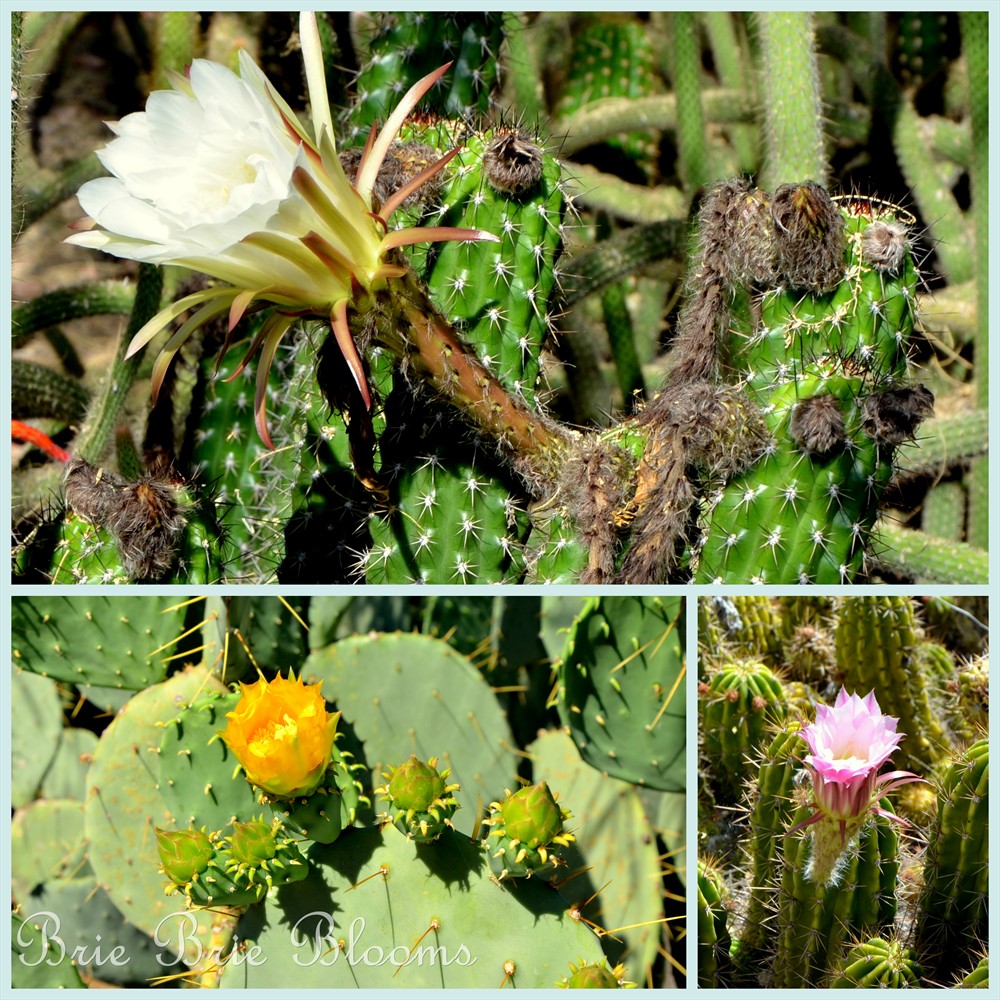 Desert Botanical Garden (Arizona Family Fun) (5)