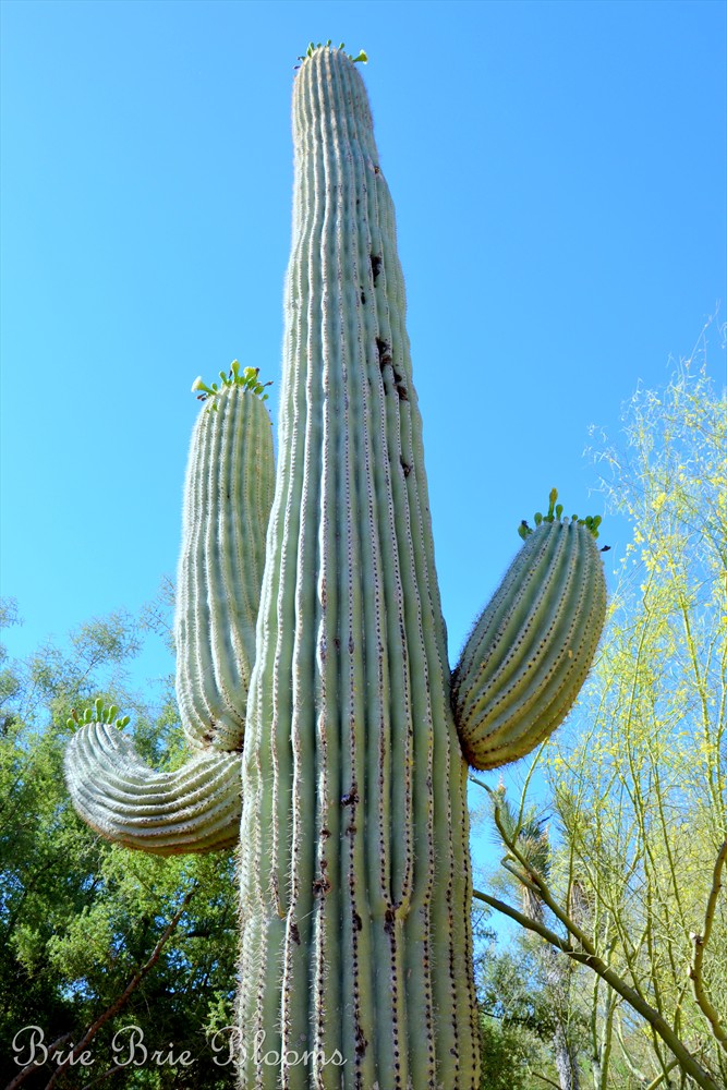 Desert Botanical Garden (Arizona Family Fun) (6)