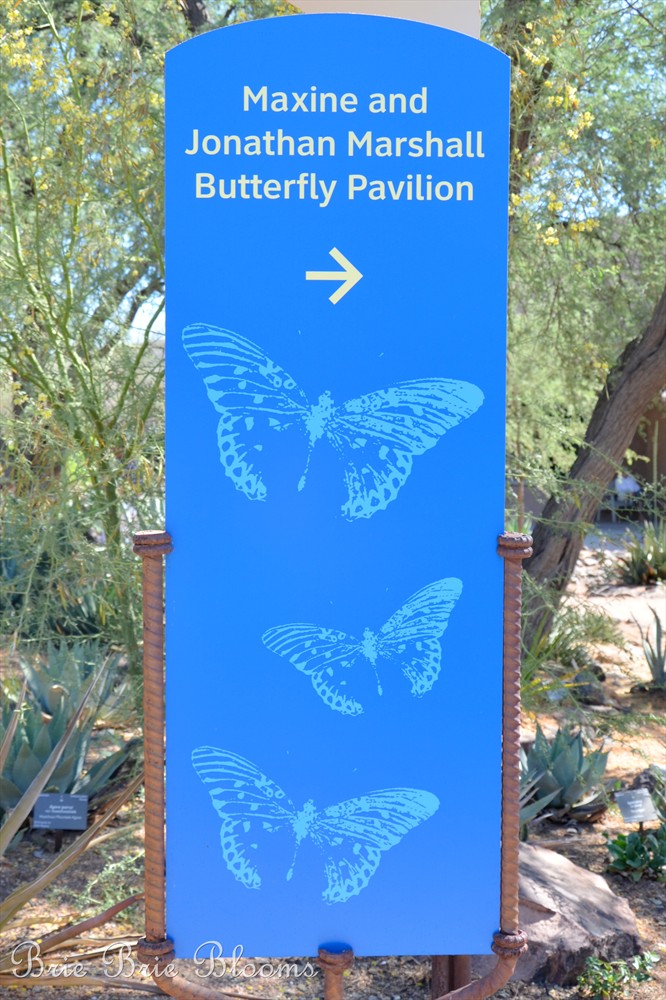 Desert Botanical Garden (Arizona Family Fun) (7)
