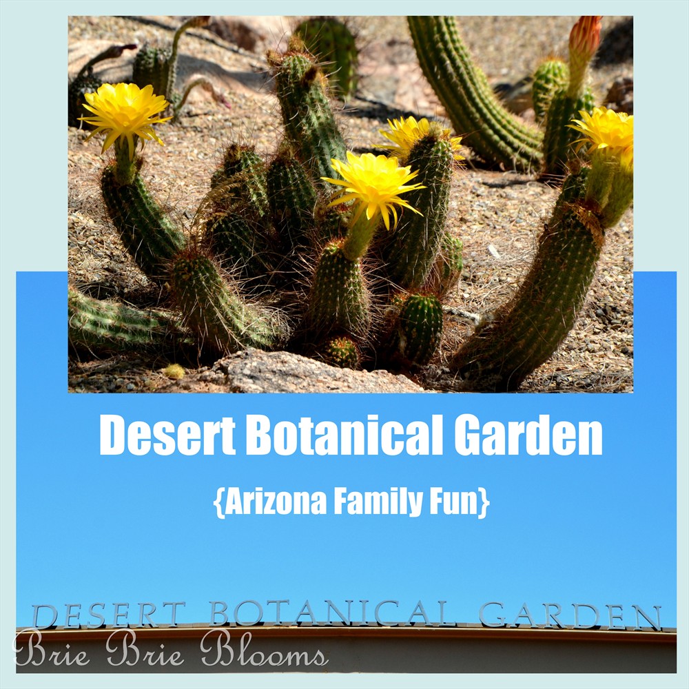 Desert Botanical Garden (Arizona Family Fun)