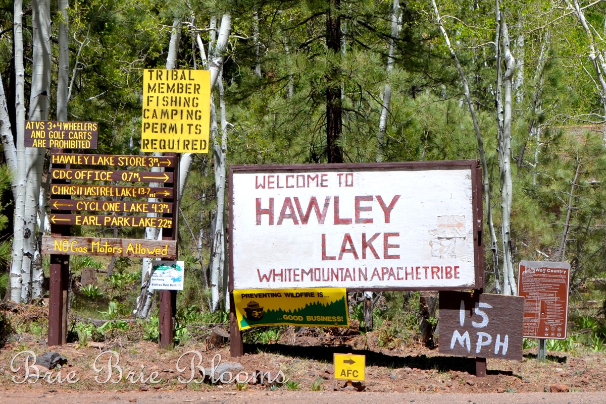 Hawley Lake (5)