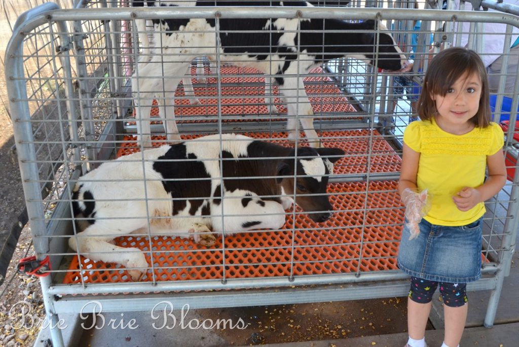Shamrock Farms Tour {Arizona Family Fun} Brie Brie Blooms