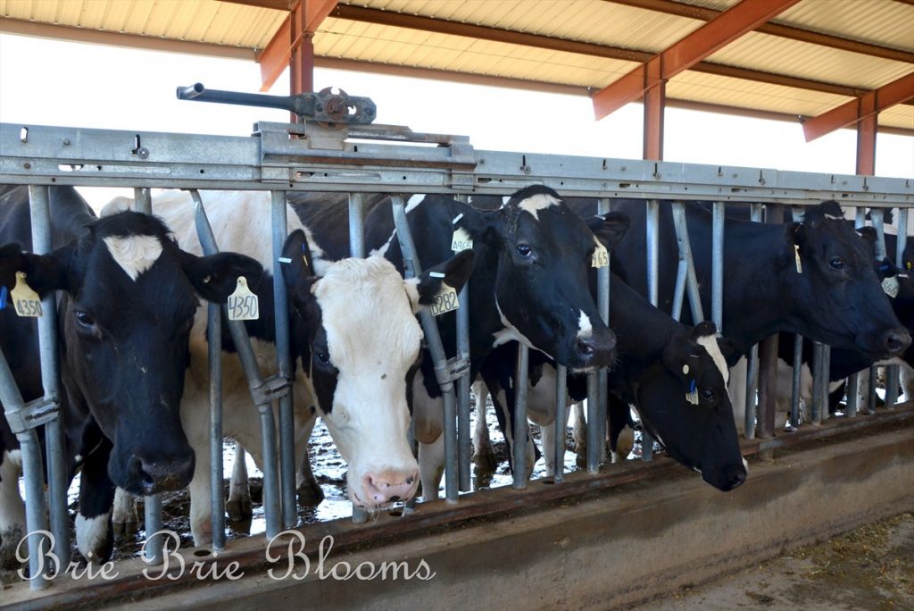 Shamrock Farms Tour {Arizona Family Fun} Brie Brie Blooms
