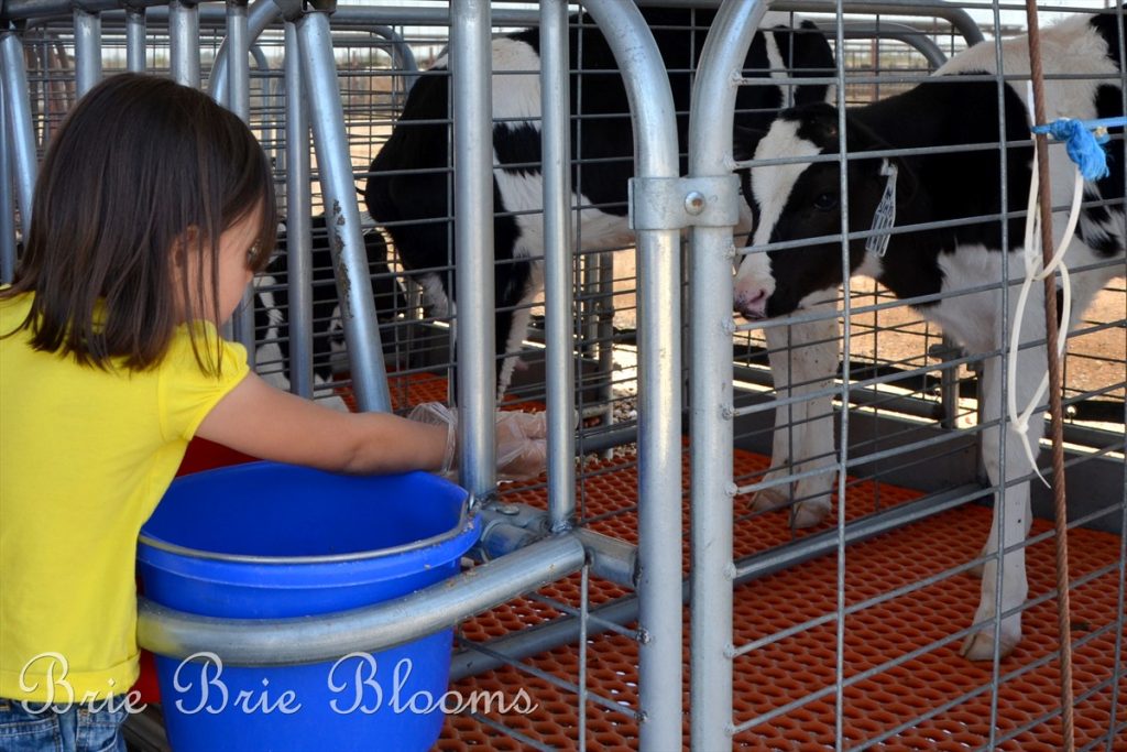 Shamrock Farms Tour {Arizona Family Fun} Brie Brie Blooms