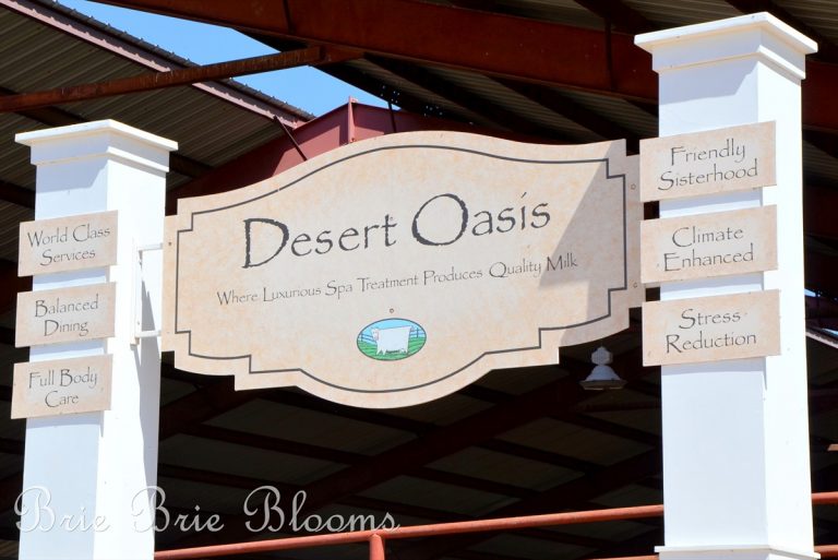 Shamrock Farms Tour {Arizona Family Fun} Brie Brie Blooms