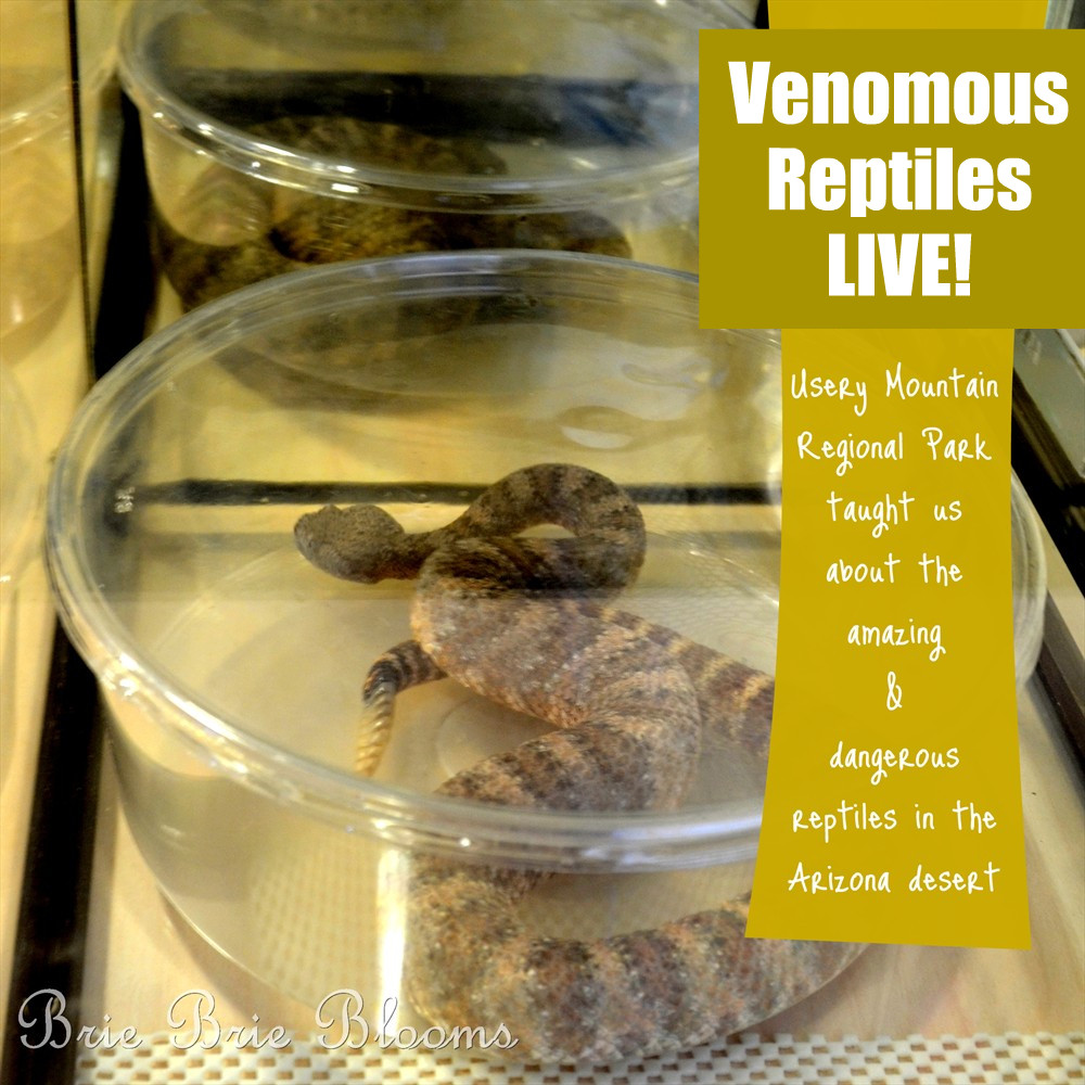 Venomous Reptiles in Arizona - Usery Mountain Regional