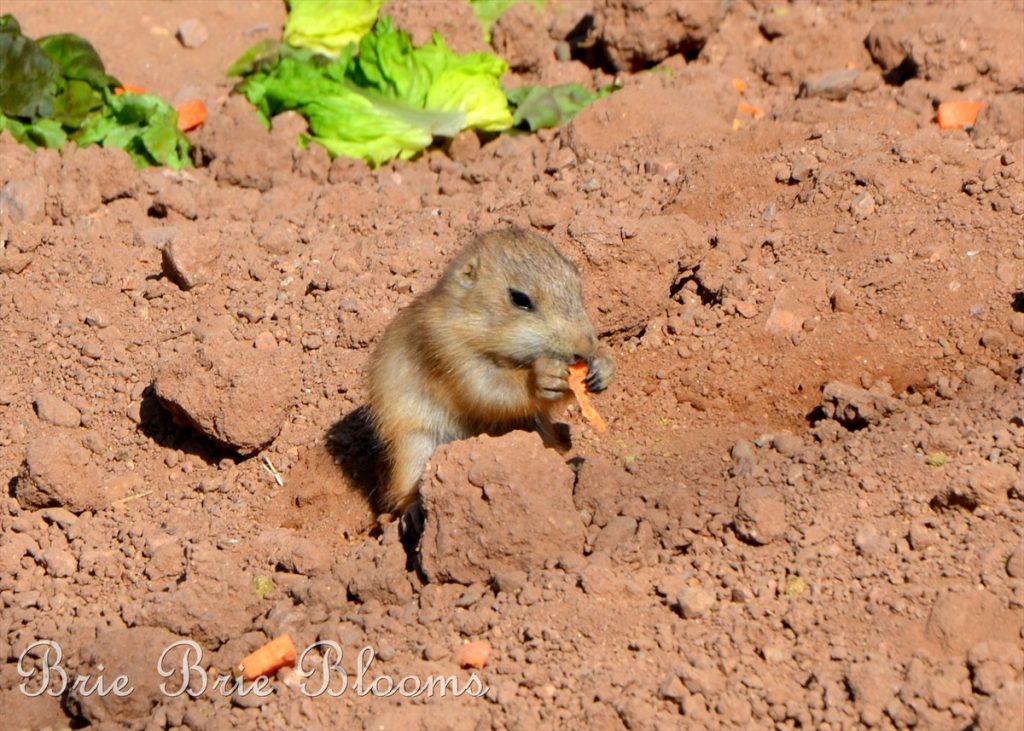 Baby Prairie Dogs at The Phoenix Zoo Brie Brie Blooms