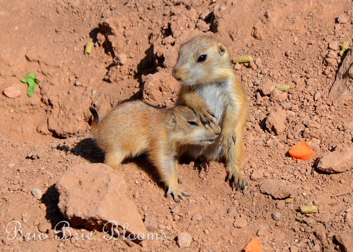 Baby Prairie Dogs at the Phoenix Zoo (3)