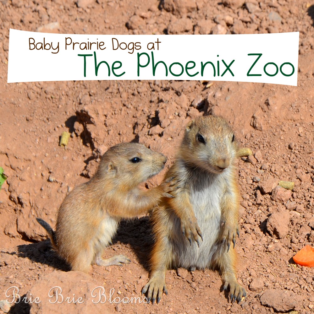 Baby Prairie Dogs at the Phoenix Zoo (4)