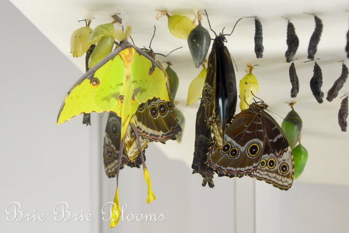 Butterfly Wonderland {Arizona Family Fun} (12)