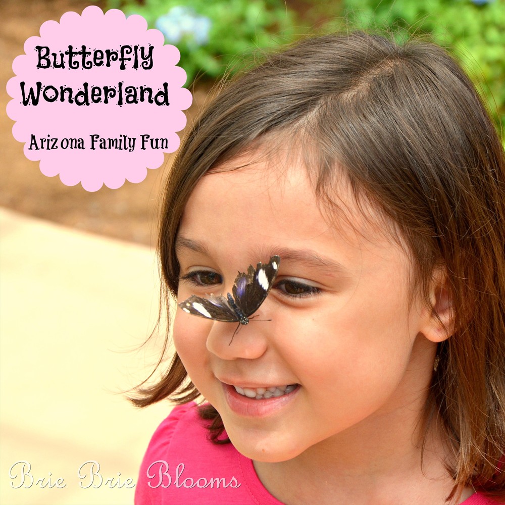 Butterfly Wonderland {Arizona Family Fun} (2)
