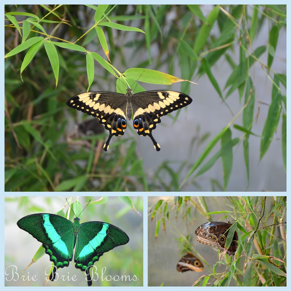 Butterfly Wonderland {Arizona Family Fun} (5)