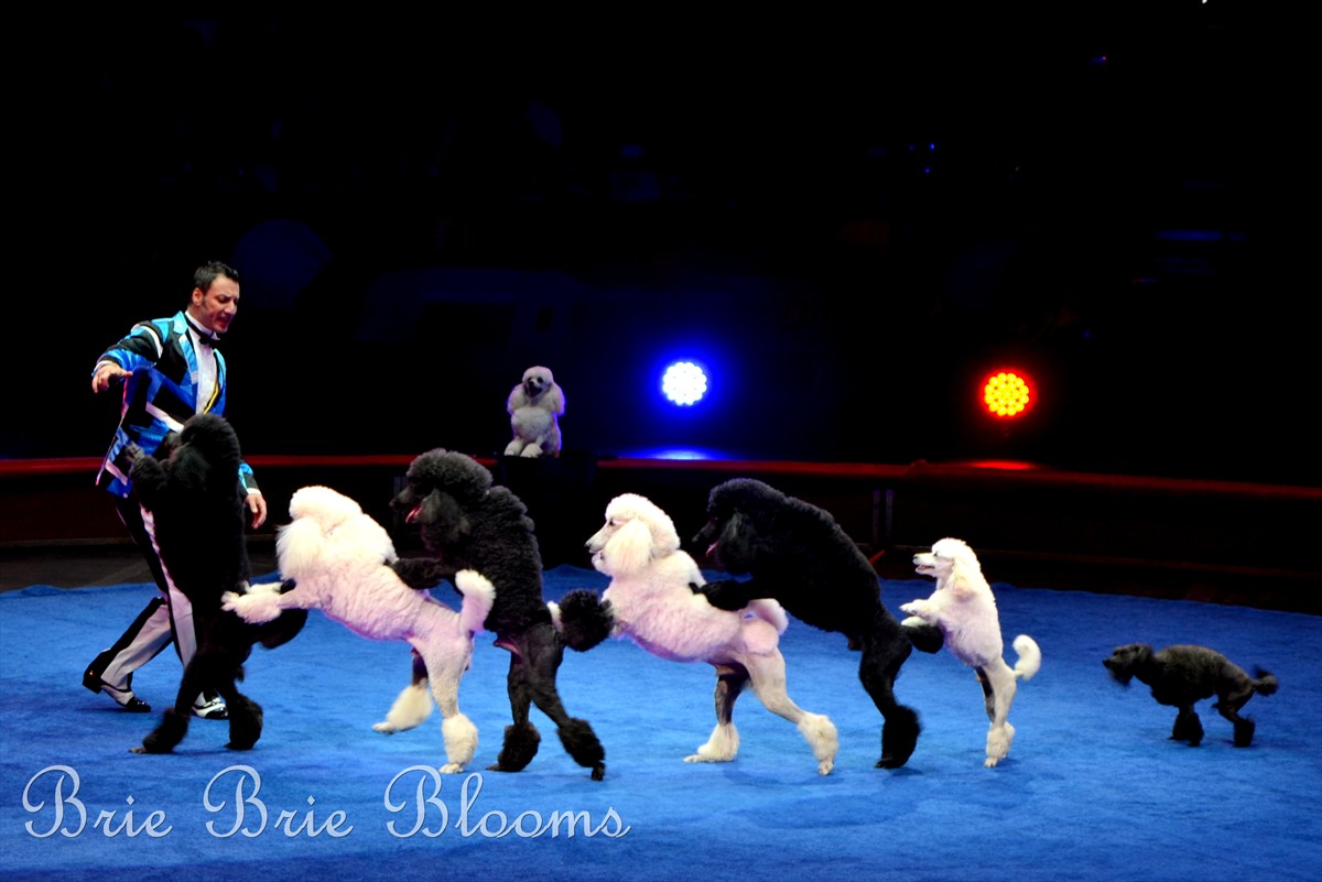 Ringling Bros. & Bailey Presents Built to Amaze, family fun circus (14)