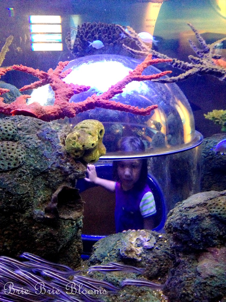 Ocean Fun at the  LEGOLAND® California Resort SEA LIFE® Aquarium (4)