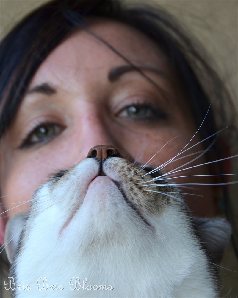 #ClubFreshStep Cat Bearding Photo Contest