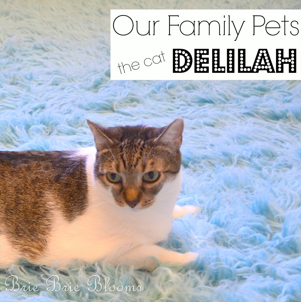 Our Family Pets, the cat Delilah (3)