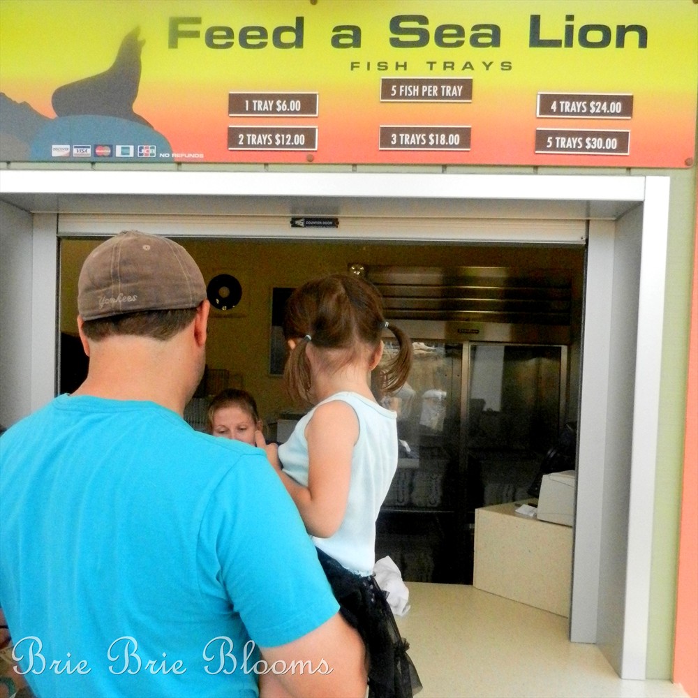 Feeding the Sea Lions at SeaWorld San Diego (8)