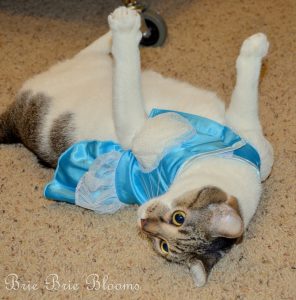 How to Get Your Sassy Cat into a Halloween Costume - Brie Brie Blooms