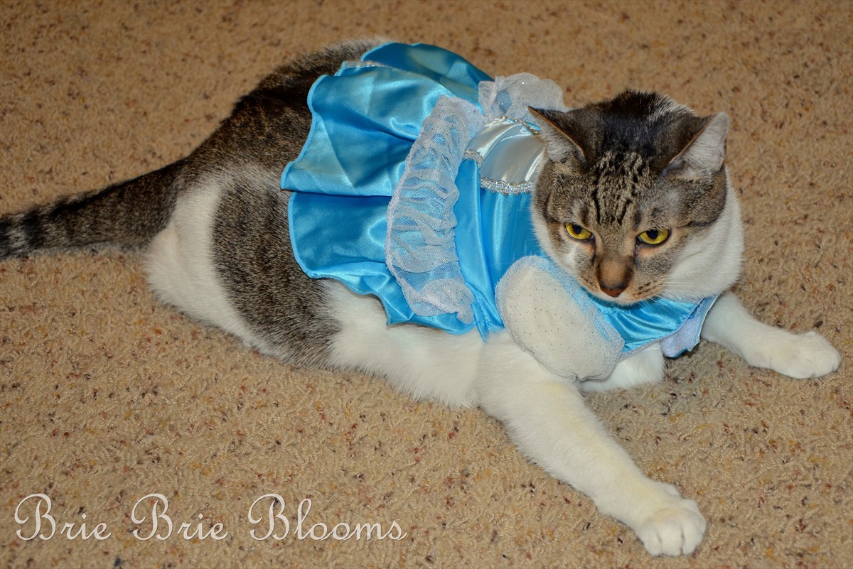 Pet Halloween Costume, cat dressed as Cinderella #shebacat #shop #cbias (3)