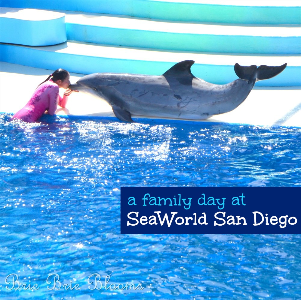 Sea World San Diego, dolphins