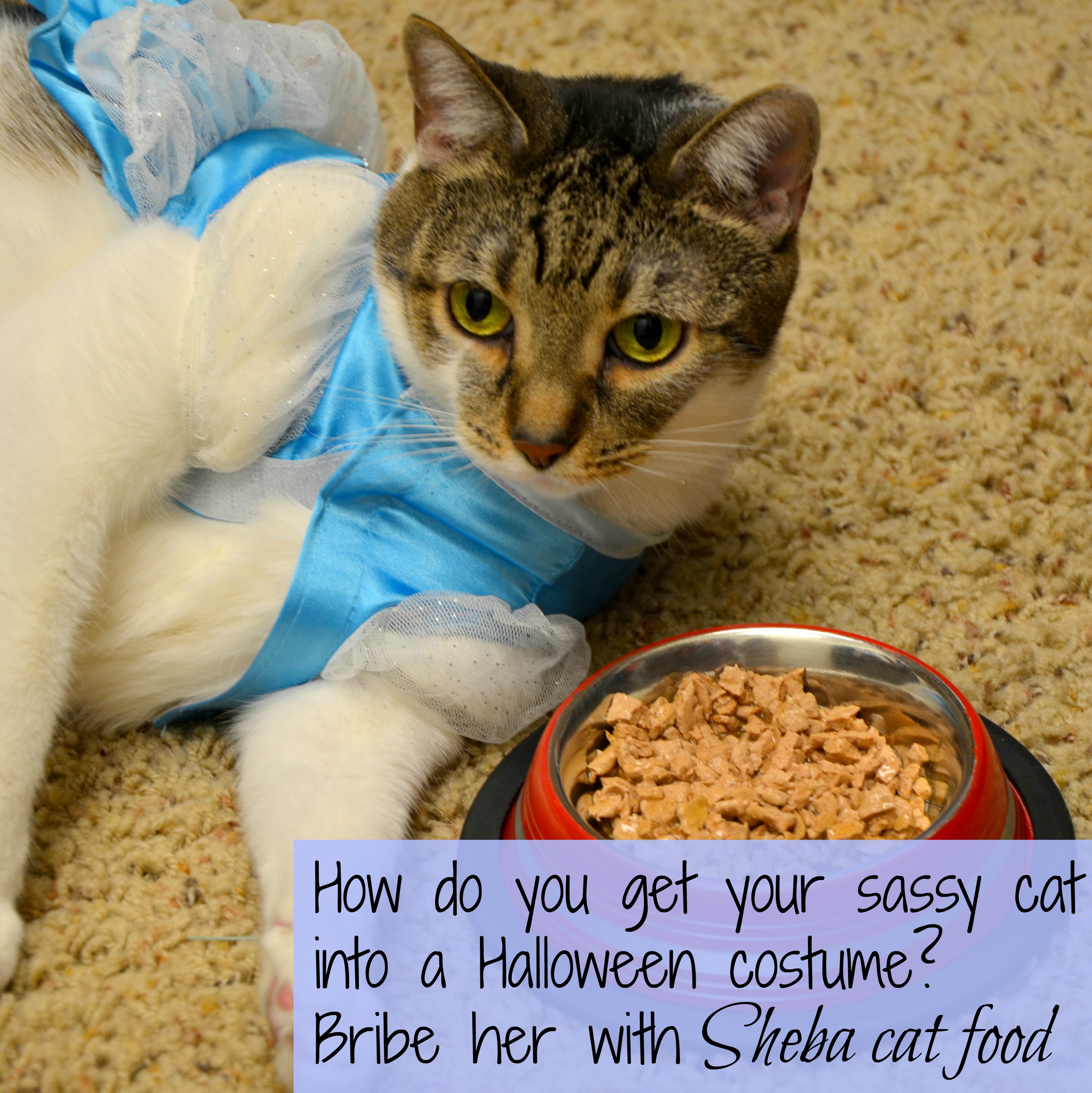 get your cat into a Halloween costume #shebacat #shop #cbias