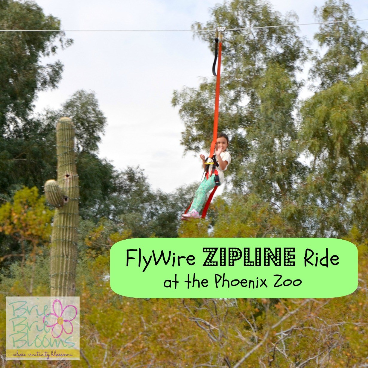 FlyWire Zipline Ride at the Phoenix Zoo
