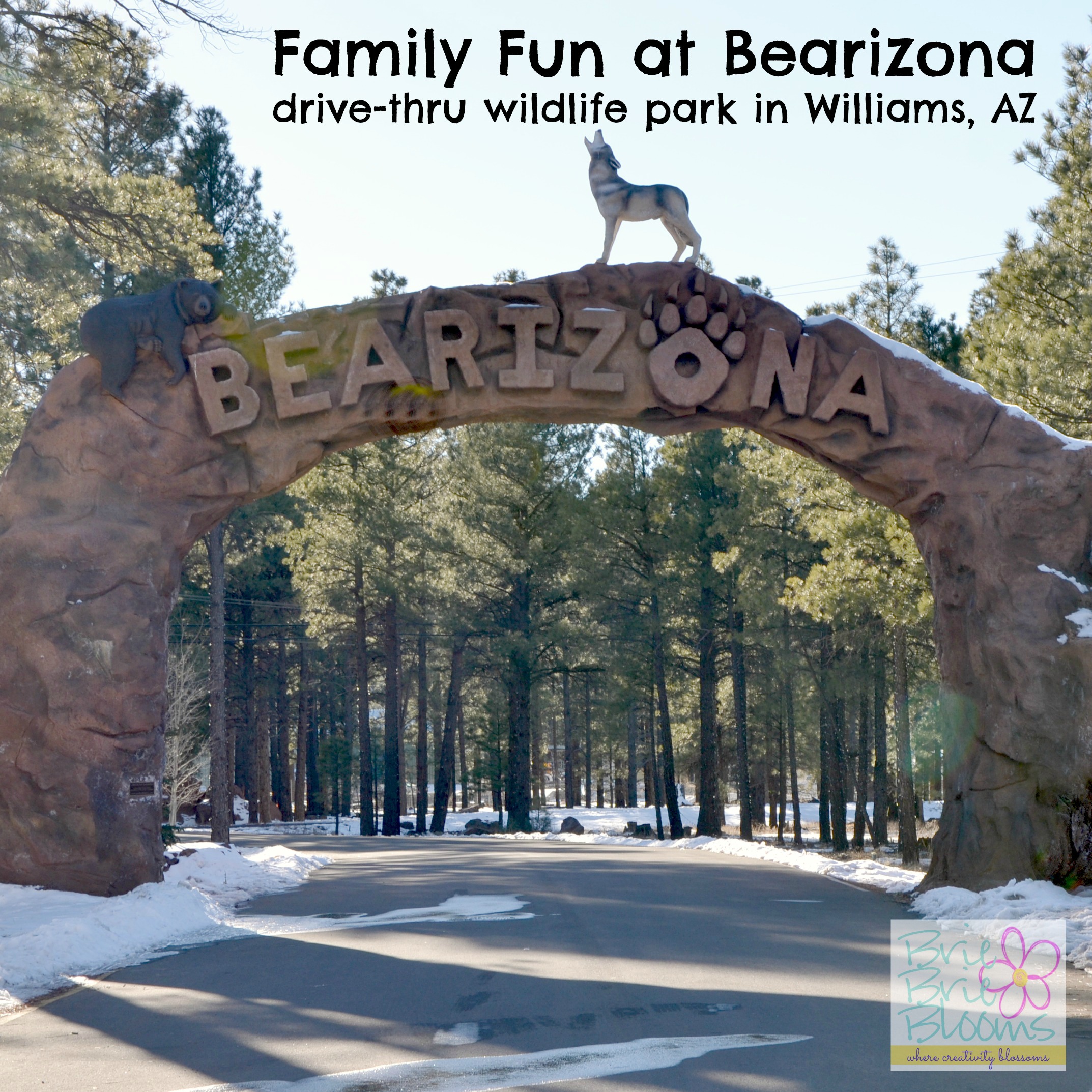 Family fun at Bearizona drive-thru wildlife park in Williams, Arizona