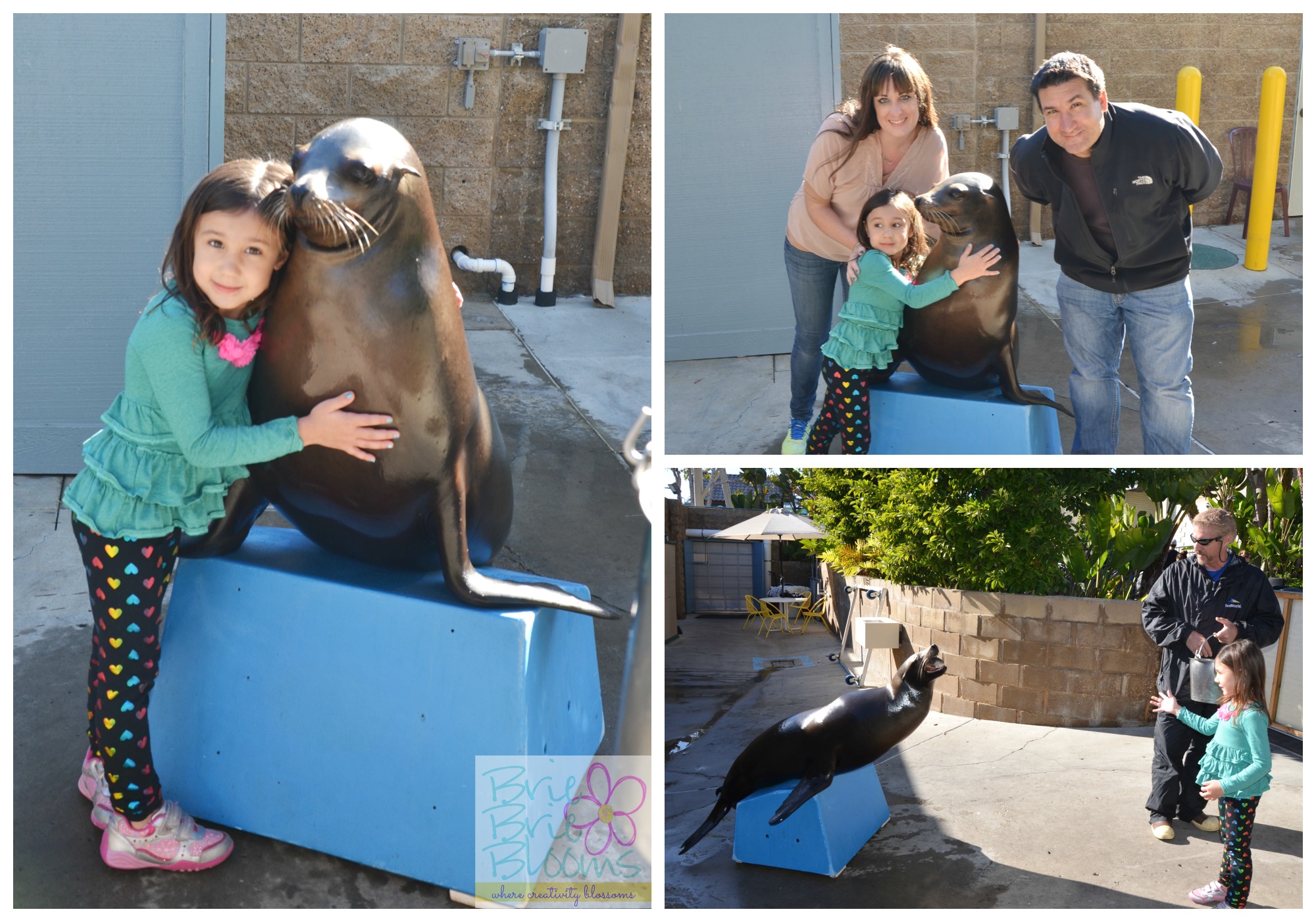 Meeting a Sea Lion at SeaWorld SanDiego
