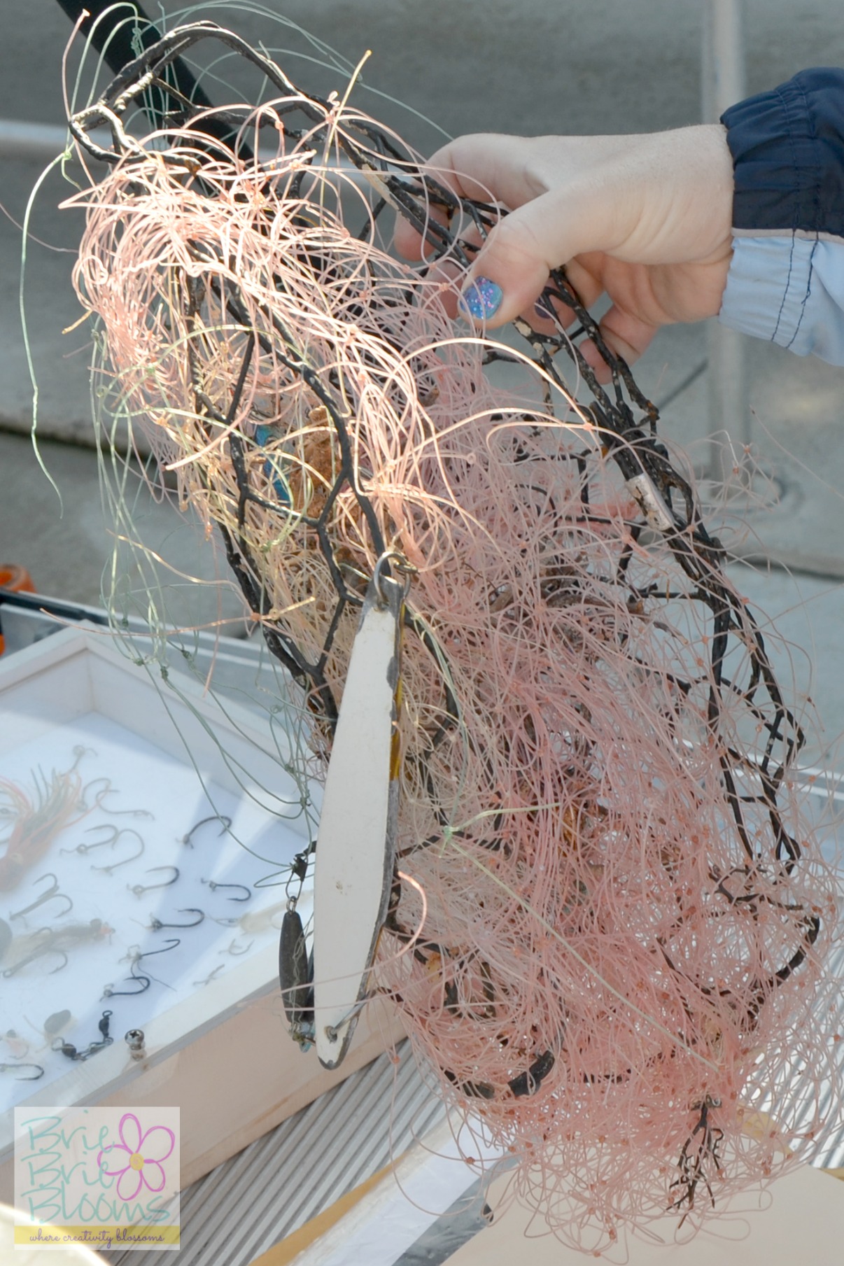 fishing net tangled on Sea Lion
