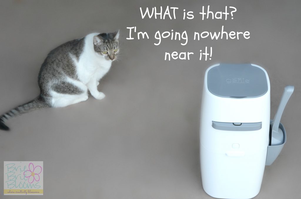 I'm taking control of the litter box with the Litter Genie Brie Brie