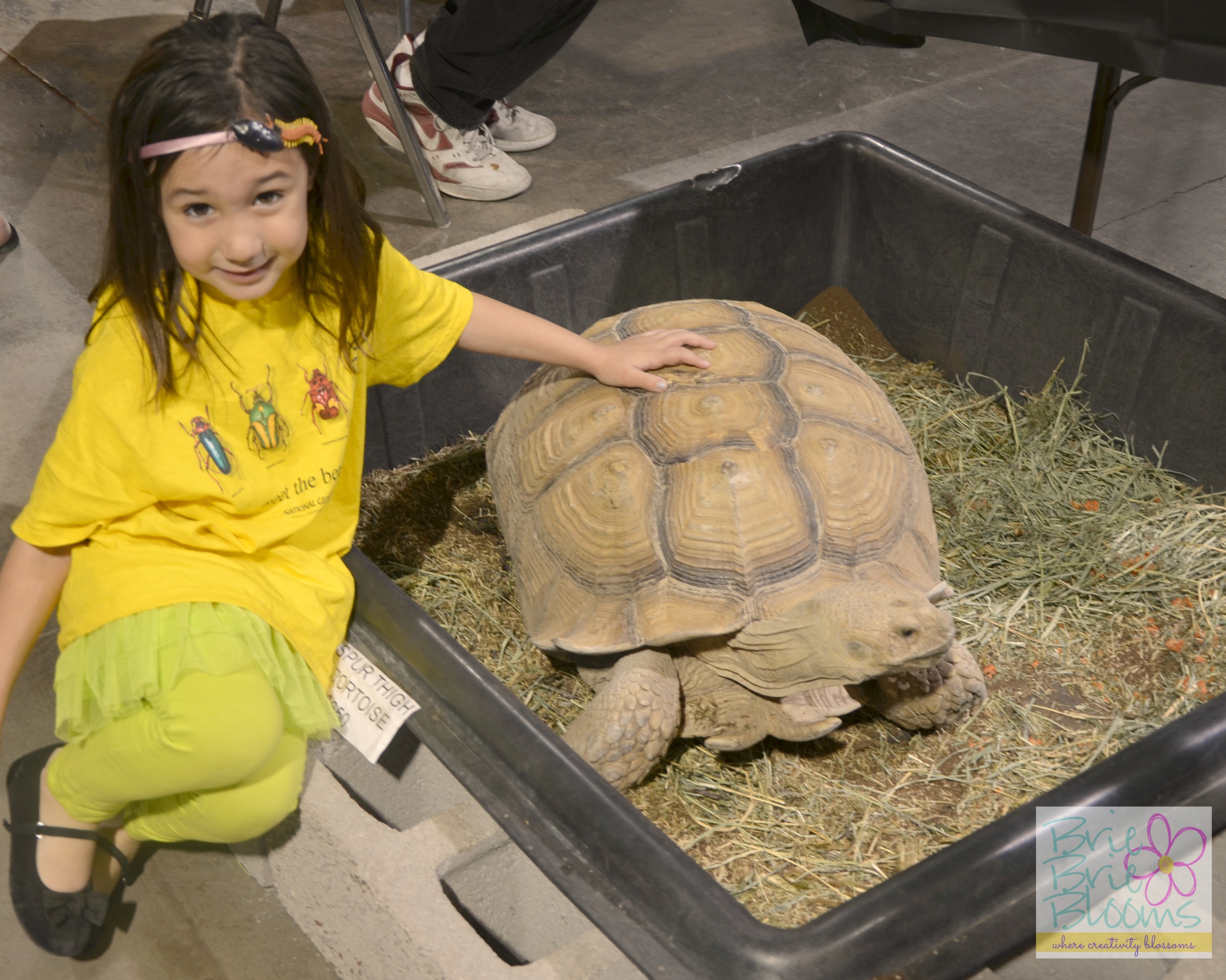 tortoise at Repticon in Phoenix
