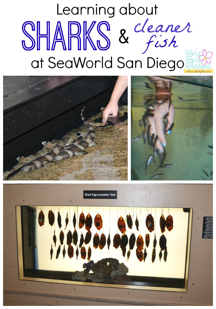 Learning about sharks and cleaner fish at SeaWorld San Diego