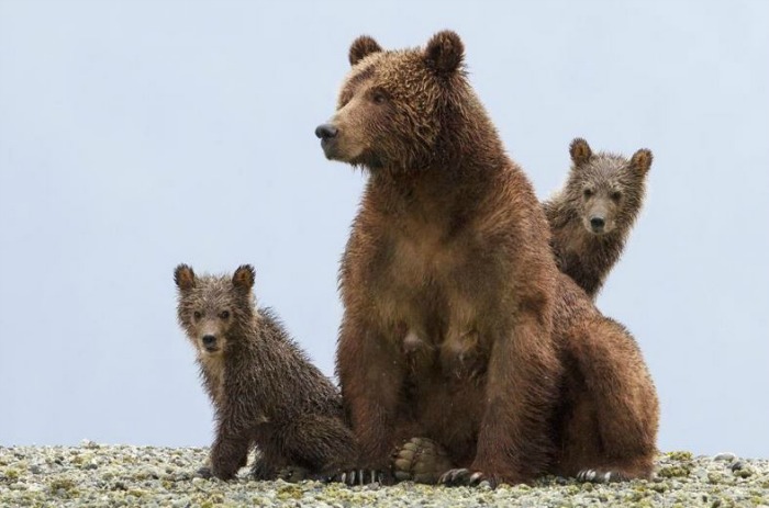Momma-bear-and-her-cubs-in-Disneynature-BEARS