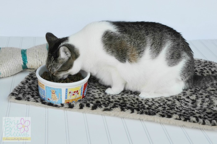 Our-cat-loves-Goodlife-dry-cat-food