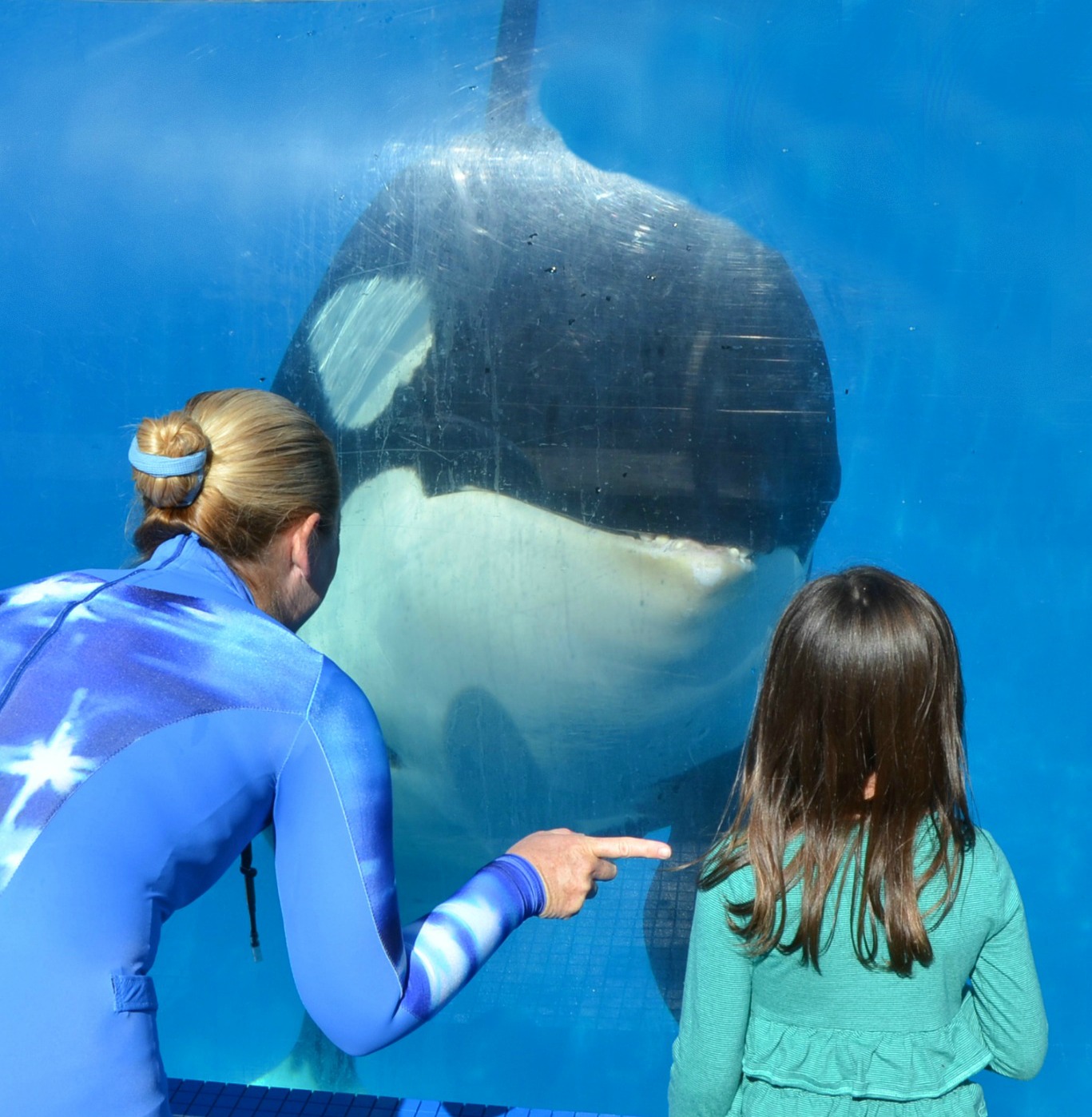 See what we learned about killer whales at SeaWorld and the experience of a whale behaviorist with years of experience caring for the animals. 