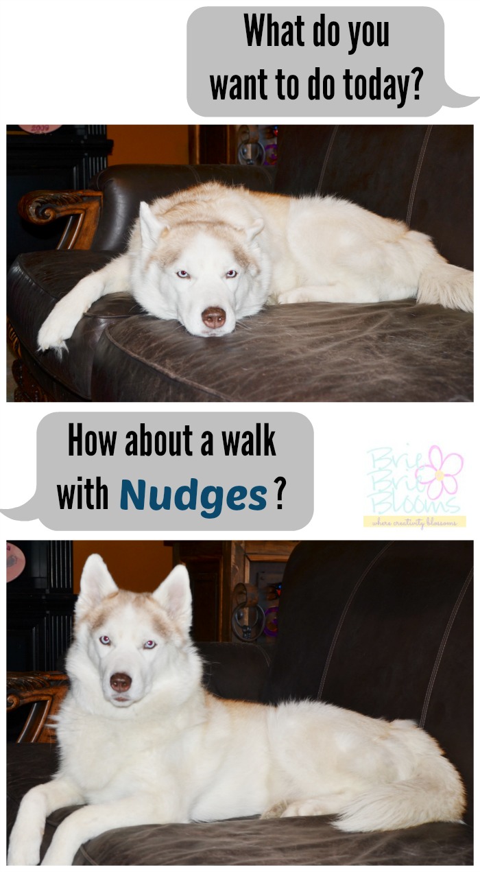 dog-motivated-by-Nudges-treats