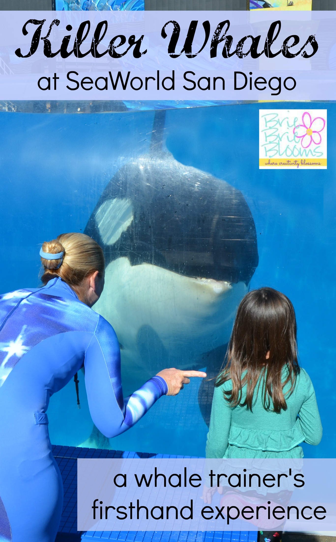 killer-whales-at-SeaWorld-San-Diego