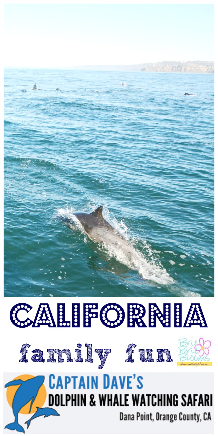 California-Family-Fun-Captain-Dave's-Dolphin-&-Whale-Watching-Safari