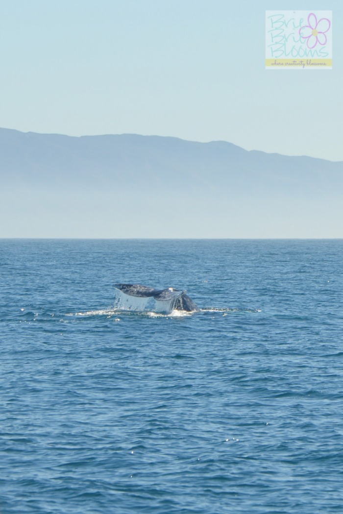 Dana-Point-blue-whale-spotted-with-Captain-Dave's-Dolphin-&-Whale-Safari