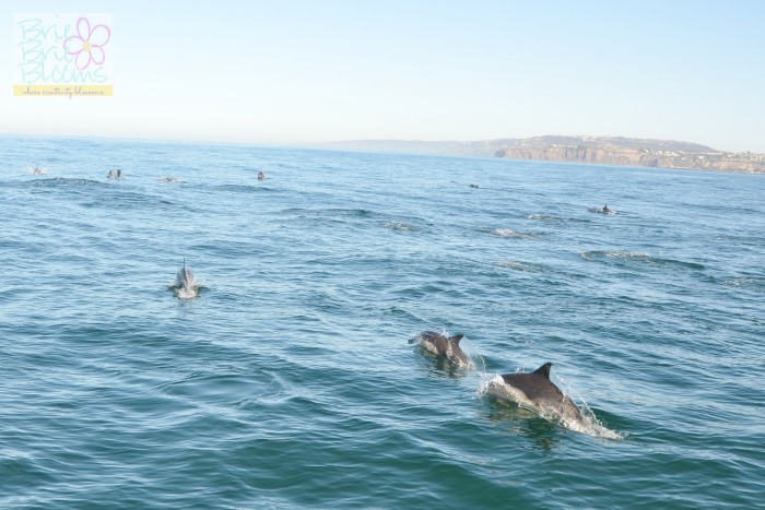 Dana-Point-dolphins-spotted-with-Captain-Dave's-Dolphin-&-Whale-Safari
