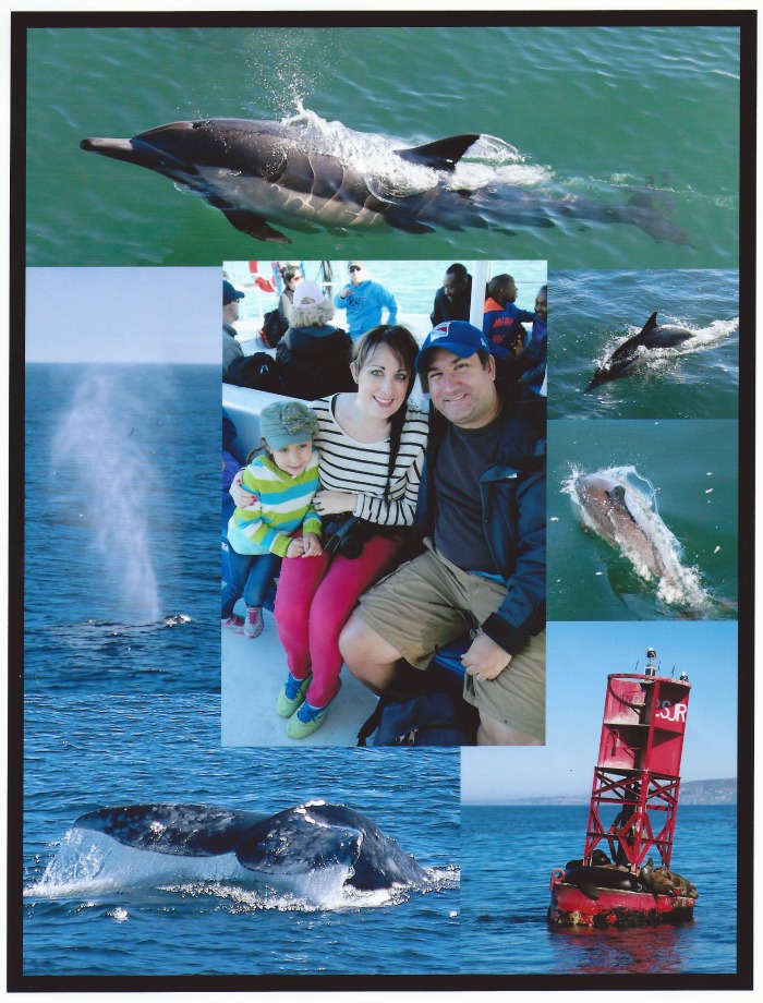 safari-recap-Dana-Point-Captain-Dave's-Dolphin-&-Whale-Safari