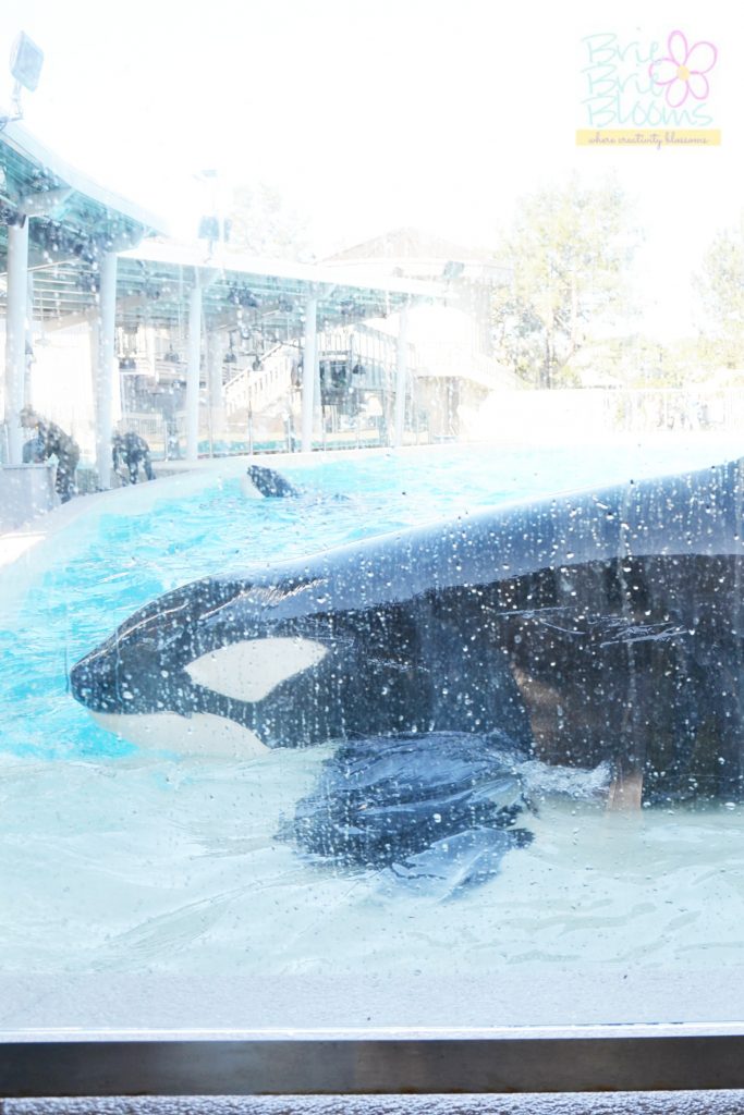 packed it is seaworld San Shamu Diego, Dine with while gourmet SeaWorld dining