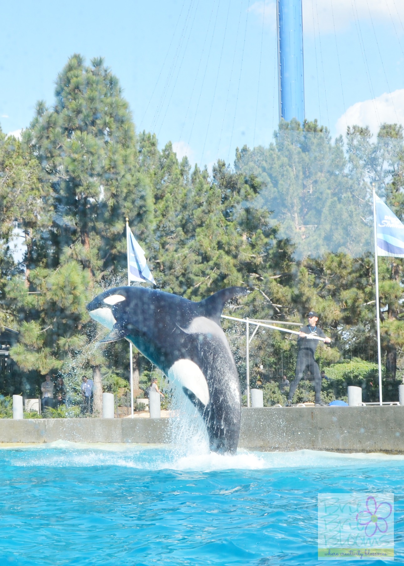 Killer-whale-and-trainer-at-Dine-with-Shamu-SeaWorld-San-Diego